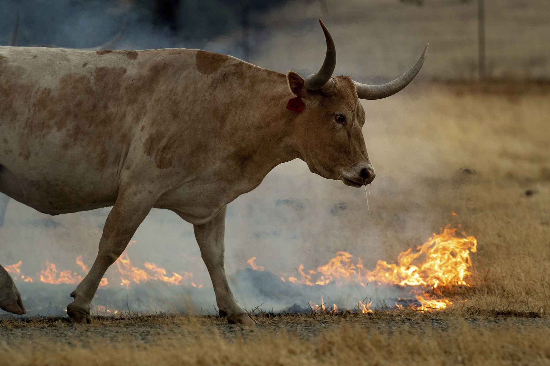 California Wildfires